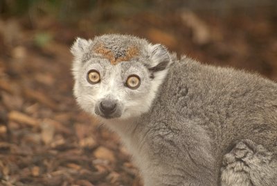 Crowned Lemur 12