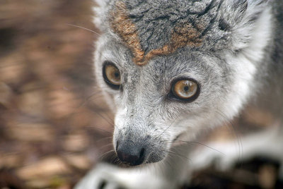 Crowned Lemur 14