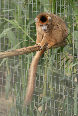 Crowned Lemur 15