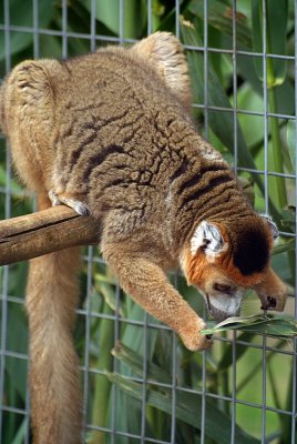 Crowned Lemur 18