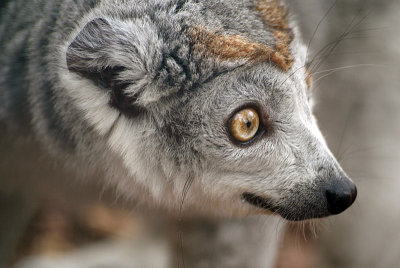 Crowned Lemur 19