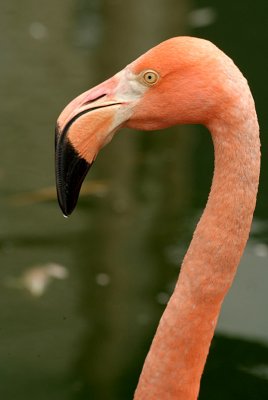 Cuban Flamingo 15