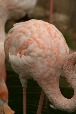 Cuban Flamingo 17