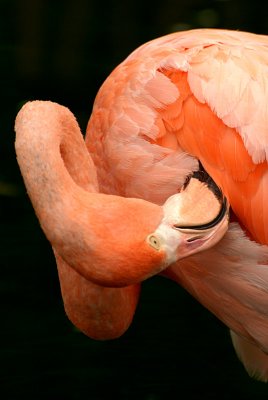 Cuban Flamingo 19
