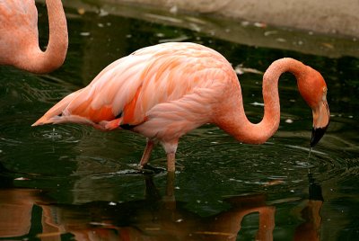 Cuban Flamingo 20