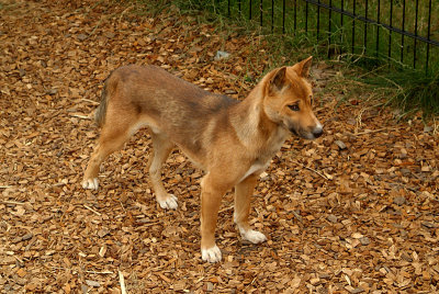 New Guinea Singing Dog 04