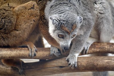 Pair of Crowned Lemur