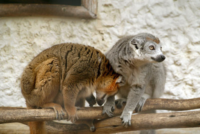 Pair of Crowned Lemur 03