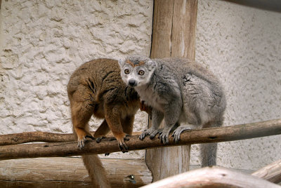 Pair of Crowned Lemur 05