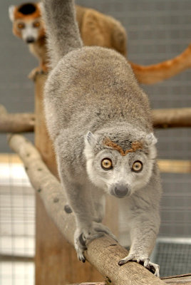 Pair of Crowned Lemur 08