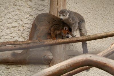 Pair of Crowned Lemur 09
