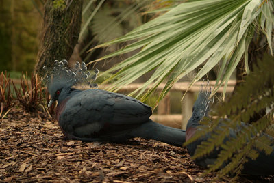 Pair of Victoria Crowned Pigeon