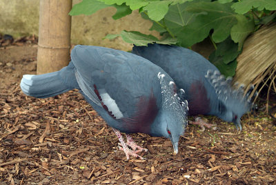 Pair of Victoria Crowned Pigeon 02
