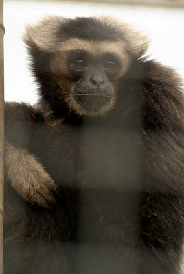 Pileated Gibbon 04