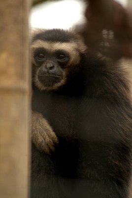 Pileated Gibbon 05