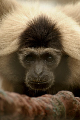 Pileated Gibbon 06