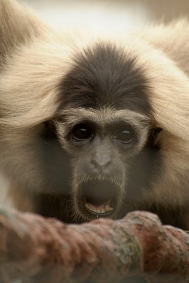 Pileated Gibbon 07