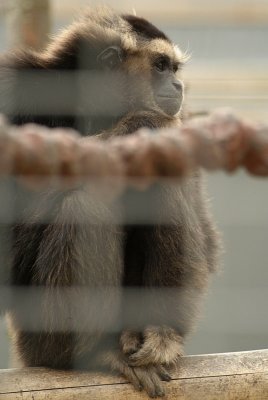 Pileated Gibbon 08