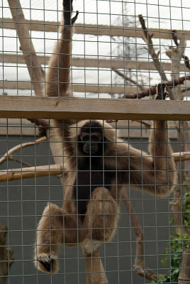 Pileated Gibbon 10