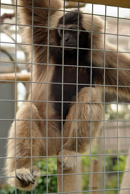 Pileated Gibbon 11