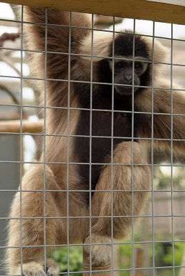 Pileated Gibbon 12