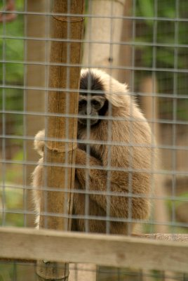 Pileated Gibbon 13