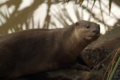 Smooth Coated Otter 01