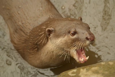 Smooth Coated Otters