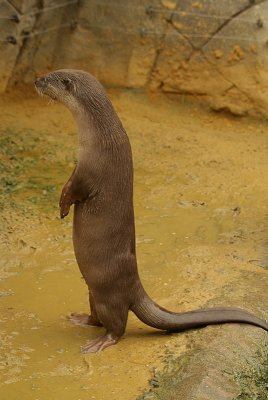 Smooth Coated Otter 06