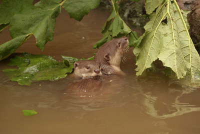 Smooth Coated Otters