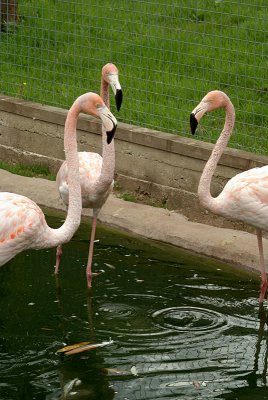 Three Cuban Flamingos