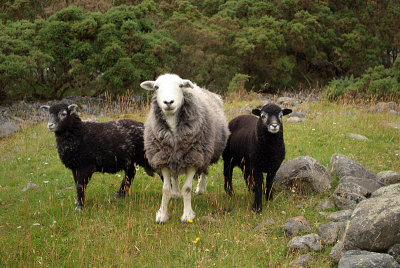 Sheep and Two Black Lambs