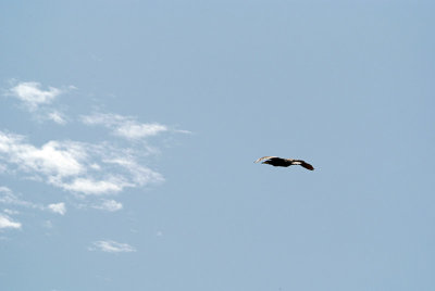 Cormorant in Flight 02