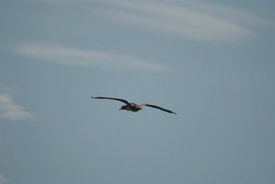Cormorant in Flight 04