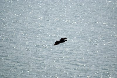 Cormorant in Flight 05