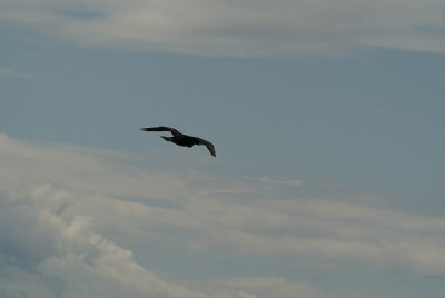 Cormorant in Flight 07