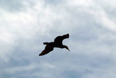 Cormorant in Flight 08
