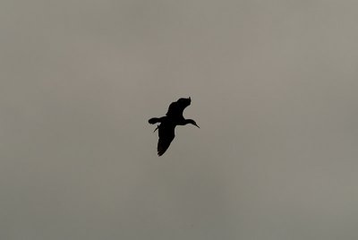 Cormorant in Flight 09