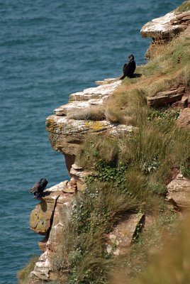 Cormorants on St Bees Cliff