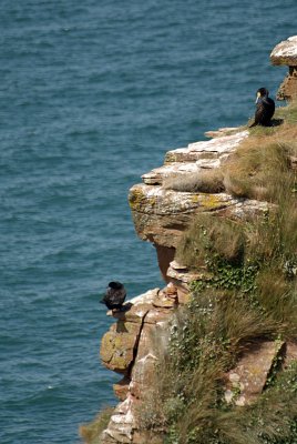 Cormorants on St Bees Cliff 03