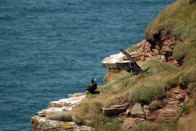Cormorants on St Bees Cliff 04