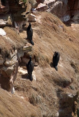 Cormorants on St Bees Cliff 05