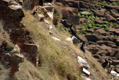 Cormorants on St Bees Cliff 06