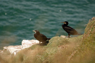 Cormorants on St Bees Cliff 07