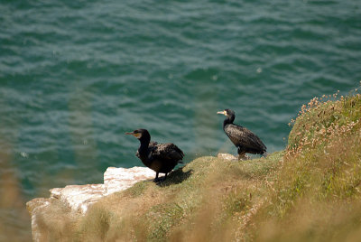 Cormorants on St Bees Cliff 08