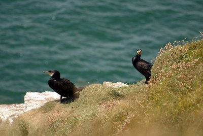 Cormorants on St Bees Cliff 09