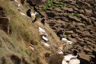 Cormorants on St Bees Cliff 11