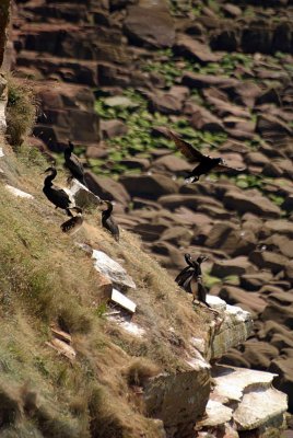 Cormorants on St Bees Cliff 12