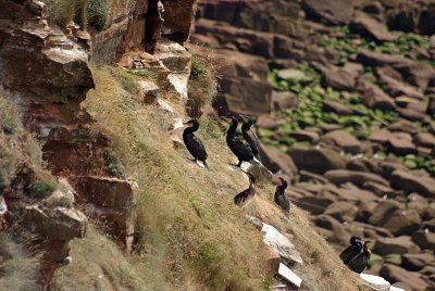 Cormorants on St Bees Cliff 14