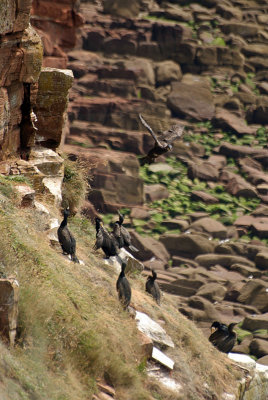 Cormorants on St Bees Cliff 15